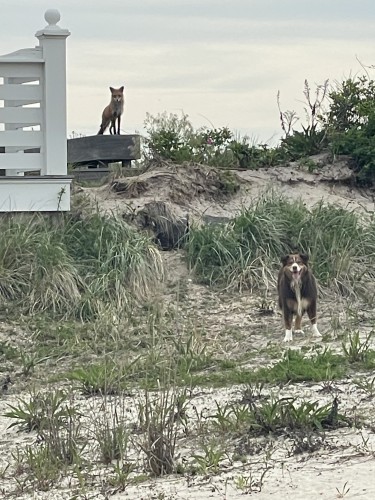 Focus of the shot is a red fox on a deck over beach grass and sand with the entrance to their home below them. In the foreground is a red Australian shepherd, with his back to the fox, waiting for his ball, unaware of the proximity of the fox