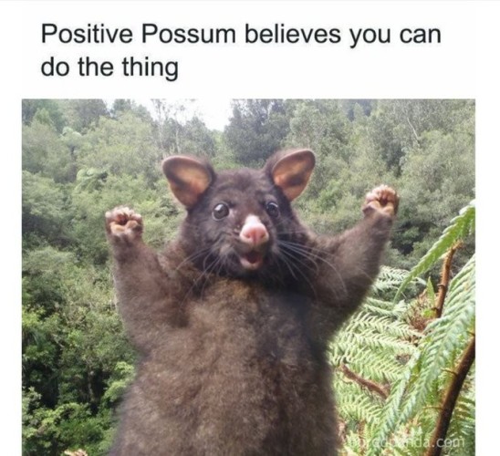 A picture of a possum standing on its hind legs with its arms raised, hands in fists and a cheery look on its face.  Text reads
Positive Possum believes you can do the thing