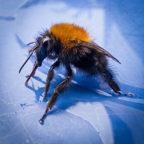 An iPhone macro photo of a bumblebee sitting on a blue plate, feeding from a small puddle of sugar water. The bee is orange-red on the top of its thorax, but black elsewhere. There is no hint of the white tail that a tree bumblebee should have.
