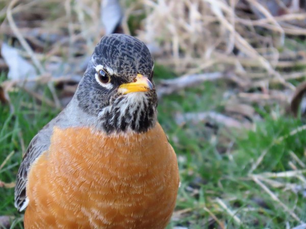 Photo of an American robin from fairly close up (shown from the midsection up standing in a grassy search of parklet). The wonderful, plump bird seems to be looking at the viewer, head turned and inclined just slightly to eir left so that e is looking at us through one shiny, white-rimmed eye, eir head stretched forward slightly so it appears somewhat elongated--like the head of a chicken. Wonderful grey and white scalelike patterns and speckling can be seen on eir black, comically angry-looking face and on the glimpse of tucked-back black wings  flanking eir russet breast. Eir yellow bill, again, lightly cocked, appears pursed, and you can almost feel the presumed bit of snark of a thought bubble emerging in the open, grassy space to the right of them in this almost-inspirational robin-chicken photo. 