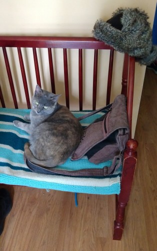 A grey, orange and white dilute tortoiseshell cat is lying on a striped knitted blanket on a bench in an entranceway.  A brown purse is beside her, the strap of which is underneath her body.
