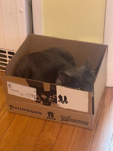 A gray cat resting inside a cardboard box labeled with game logos "Pathfinder" and "Starfinder." He is wedged in diagonally with his head smashed into the corner and his eyes peaking over the edge. 