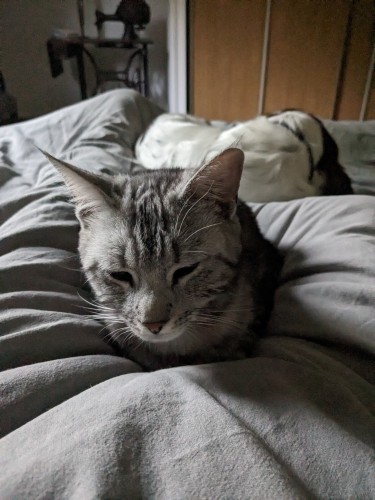 Au lit, la chaton grise sur moi et derrière on devine la cocker