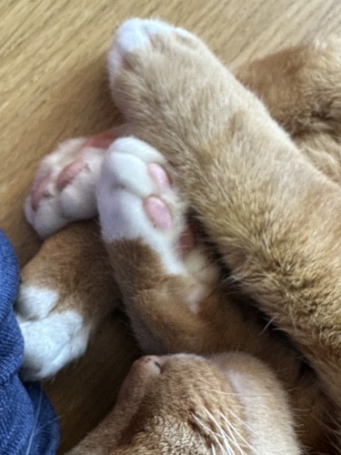 A close-up of a ginger cat’s feet all overlapping with their nose. The cat has white “socks”