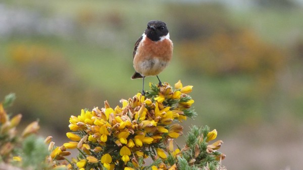 Peter Broster, Stonechat (Saxicola rubicola) (9078891618) on gorse, CC BY 2.0