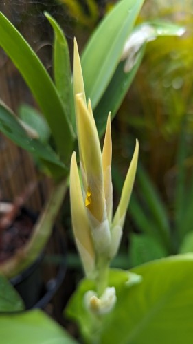 Canna lily buds still closed with one starting to unfold 