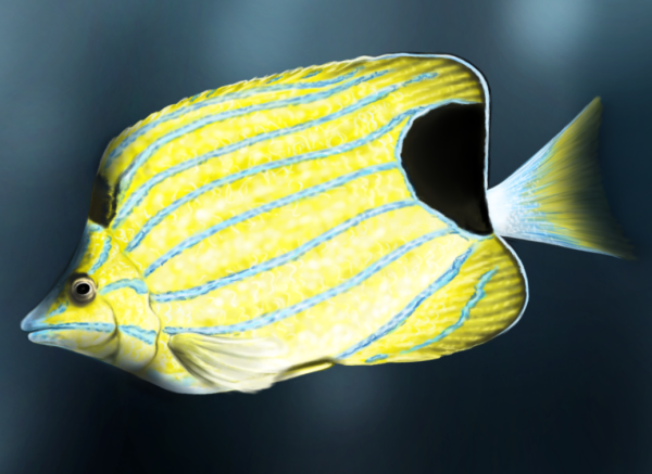 Realistic drawing of a yellow fish in roughly rectangular shape, with pale blue stripes along its body and big balck pot near its tail fins.