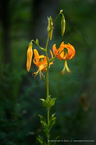 Vertical photo of a tall perennial wildflower in the lily family, with multiple large showy flowers. The flowers are drooping and their petals are curled back, revealing long and slender anthers hanging downward. The petals are bright orange, with darker orange spots on them.