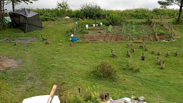 Many GEESE spreading out on the lawn, now past the garden, around the screen tent, and I hope the windows are up in the truck or they will be in it. 
Top left, screen tent, garden on right, 
Then a spreading row of 30 geese (and growing) and then the front of .y truck with materials to unload 