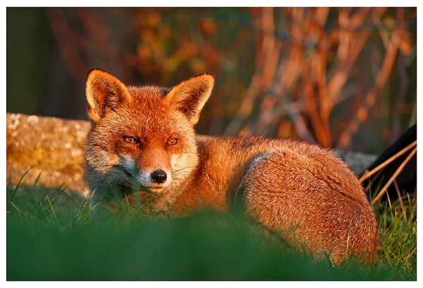 Fox lying down on a lawn with a low wall behind her. Her head is raised, ears pointed and her eyes sharp. The sun is creating a beautiful golden colour to her coat. 