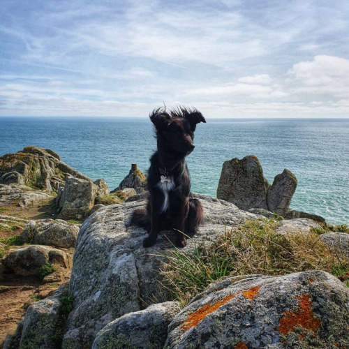Border Collie assis sur un rocher, derrière l'océan 