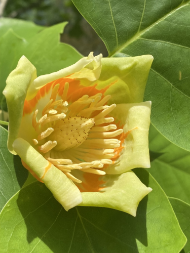 The bloom of a Tulip poplar, the state tree of Tennessee.