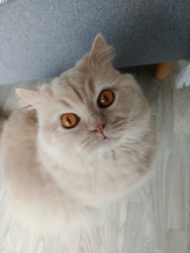 Nova, chat crème, est assis par terre et regarde l'objectif avec ses grands yeux