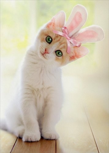 A white and tabby kitten with green eyes and pink bunny ears