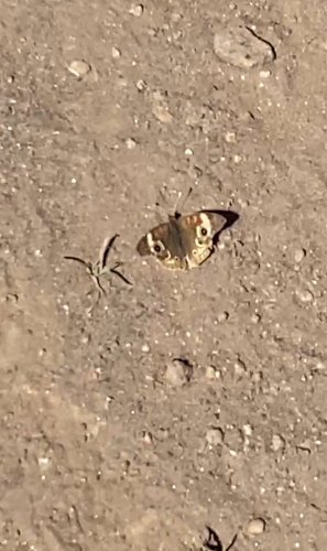 Buckeye butterfly, resting on the trail
