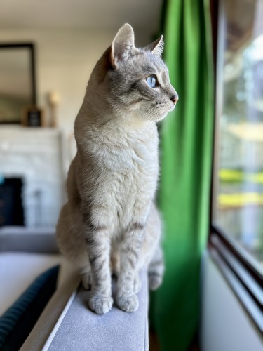 Doots, a one-eyed Lynx Point Siamese cat, perched on the back of a grey sofa as he gazes out the window. A swath of green curtain is behind him. 