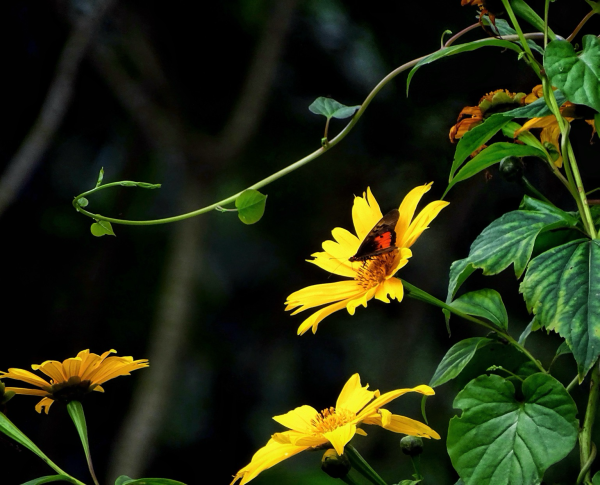 A peaceful evening walk through the Bwindi Forest enjoying nature. A butterfly sits on a bright yellow flower and the greenery around the flower and butterfly there is a long beautiful vine. It is simple photo of beautiful nature.