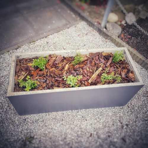 Concrete planter with cotoneaster plants for the birds