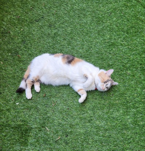 Calico cat on her side, slightly belly up on AstroTurf. Very white belly awaiting scratches