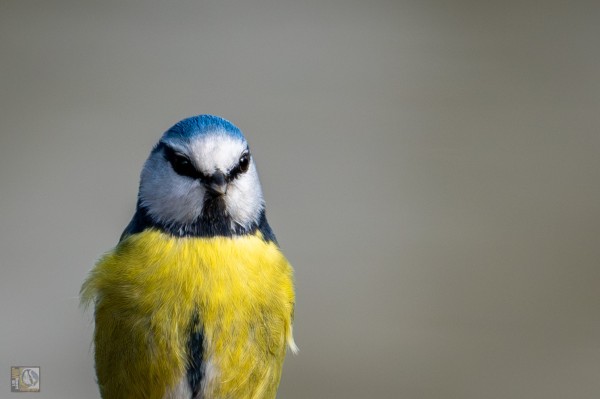 Bluetit - Yellow and blue bird