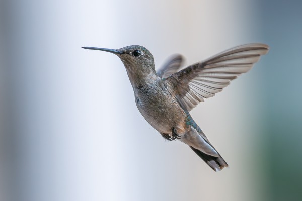 Photograph of a female ruby-throated hummingbird in flight with out of focus greys in the background. Female ruby-throated hummibbirds have a grey under-tail, underwing, abdomen, chest, and neck, dark green tail, wing, and back feathers along with a dark green cap, large eyes, black feet, and a long, slender, pointed beak.