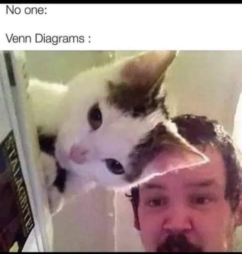 A white cat with dark patches and a man, positioned so their heads overlap, resembling a Venn diagram. Above the photo, text reads: "No one: Venn Diagrams :".