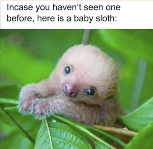 A picture of a tiny cute baby sloth, peeking out over some leaves, looking directly out of the image.
Text reads: In case you haven't seen one before, here is a baby sloth.