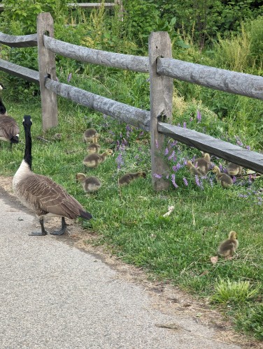 Lots of cute goslings waddle through the grass looking for food, while their parents guard them from the side of the path, protecting them from passing humans