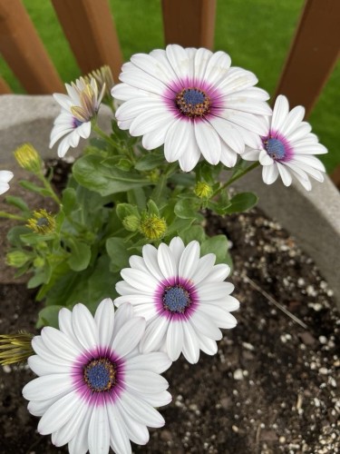White and purple flowers in a garden pot with a wooden fence in the background.