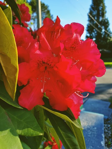 Cluster of vibrant, deep red rhododendron flowers.