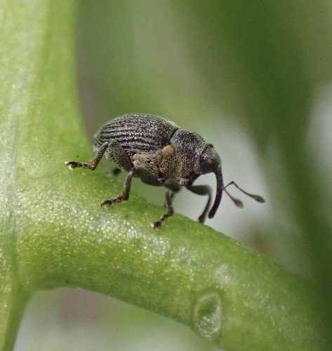 A chunky weevil walks on a twig. Largely grey with some patterns.