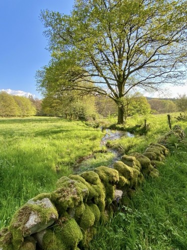 A lush green meadow with a large tree at center, a moss-covered stone wall in the foreground, and a small stream winding through the grass. The sky is clear and blue.
