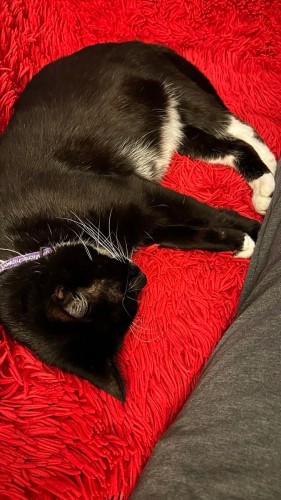 A black and white cat sleeping on his side of a red furry blanket. He has his paws stretched out pushing against my leg. 