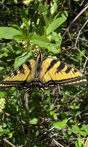 Tiger Swallowtail on spring foliage 