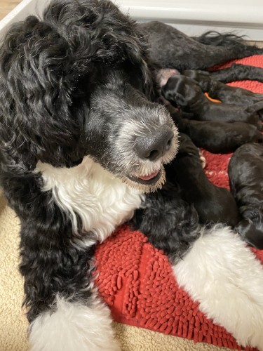 A momma portuguese water dog nursing a litter of puppies