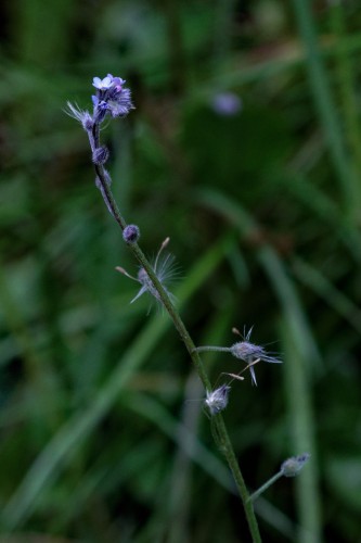 Sur un fond sombre de sous-bois, des bourgeons très espacés sur une tige fine sans feuille. Au sommet un bouquet de petites fleurs bleues qui commencent à s'ouvrir.
Probablement des myosotis.