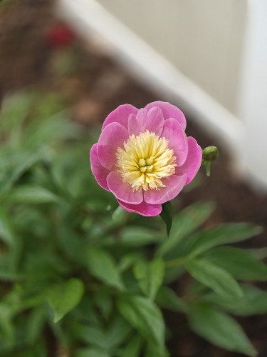 Closeup of a flower that has dark pink petals, with a cluster of white, skinny, ruffley petals in the center. The greenery below is out of focus.