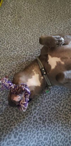 Big head of a grey pit/staffy mix. Benson is on his back, the white markings under his chin and throat visible. He has a purple/white rope toy in his big maw.
