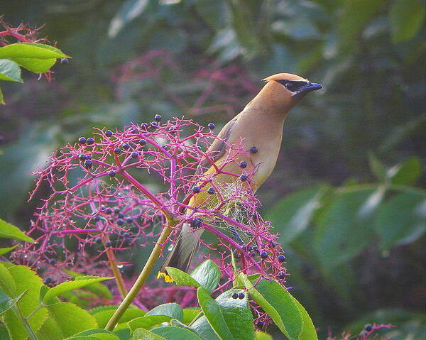 A Cedar Waxwing bird is perched among the lacy berries of the Elderberry bush