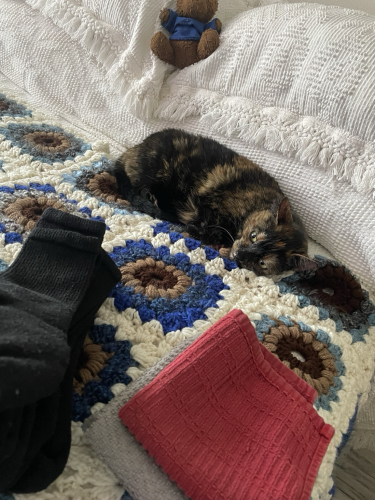Cupid the majestic tortie stares aghast at the folded laundry on the bed by her. 