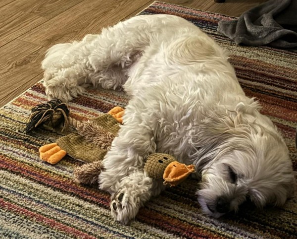 Picture of our white dog Evie, asleep on a rug, cuddling duck toy