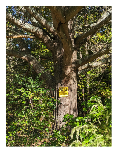 daytime. close-up a large, old oak with many branches stands in a woods with seedlings, weeds and small trees. a yellow sign is nailed to the trunk a human-eye level that reads POSTED with smaller text below.