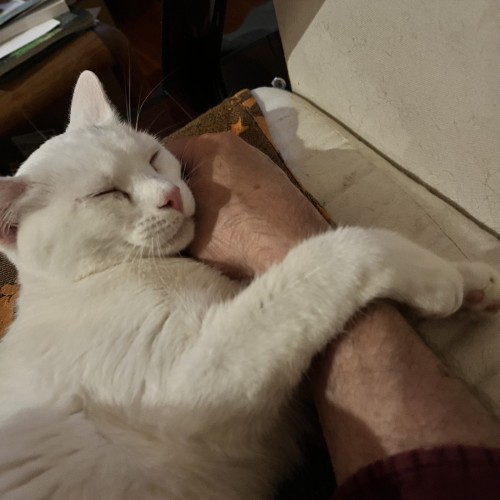 a white cat holds on to and sleeps against my arm