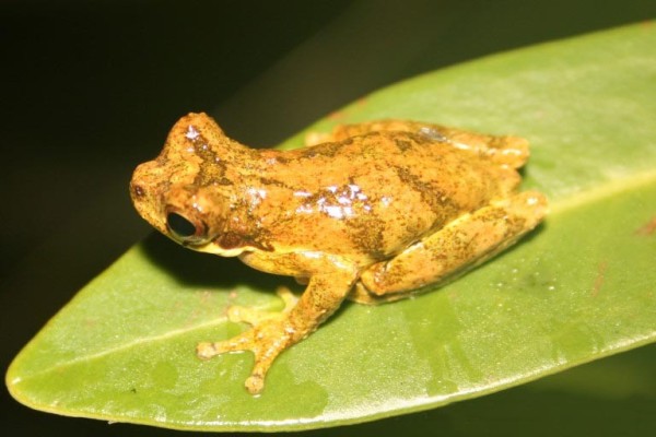 An ochre-colored frog with brownish splotches all over its body sits on a leaf.