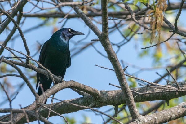 Photograph of a male grackle perched on a branch amid other branches with out of focus green leaves, branches, and patches of blue sky in the background. The grackle is facing the camera with its head and body turned to the right. Male grackles have black feathers that flash a rainbow of iridescence depending on the angle of light. This male is flashing a bit of blue-green around the throat and collar with some purple around the face. They have bright yellow-green eyes with black pupils, black beaks, and dark grey legs and feet.