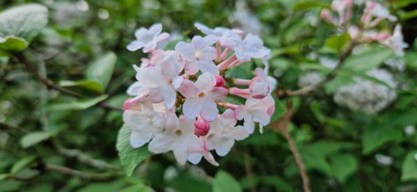 A little cluster of white and pink flowers on Viburnum x juddii.