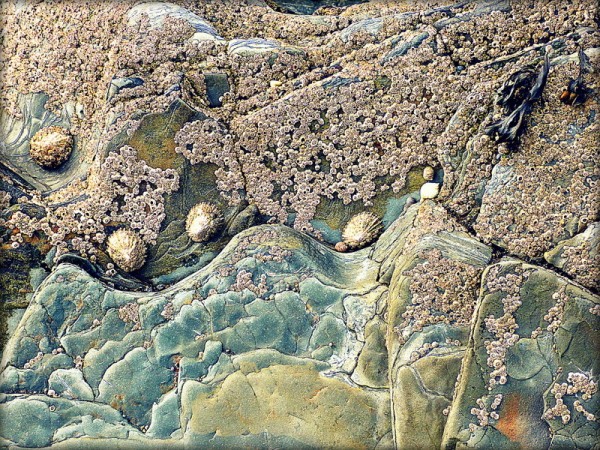 A colour photograph showing a section of barnacle-covered shale with a small section of seaweed and dotted limpet shells. The greeny landscape of pillowy shale sits under a sky of creamy barnacles towards the top of the frame.