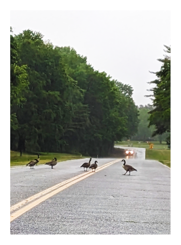 rainy morning. six geese on a wet, two-lane road lined with trees and manicured grass. a car's headlights approaching in the distance.