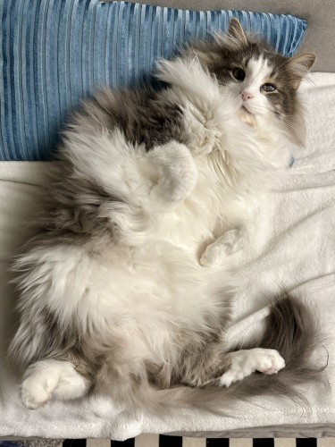 Thor, a fluffy grey and white bicolor half Ragdoll cat, lying on his back on a cream blanket on a grey sofa, exposing his luxuriously fuzzy belly. A turquoise pillow is behind him. 