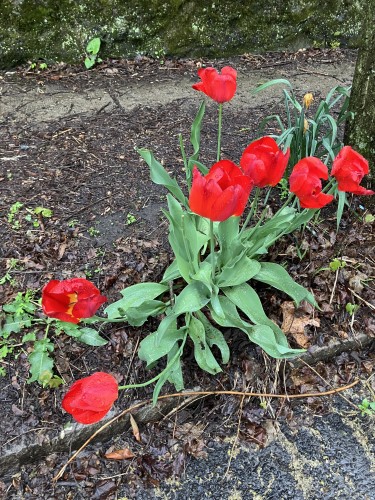 This is my emotional support rogue tulip patch. It is 7 large red tulips growing on the side of the road. They are almost done their bloom. There are three stems that have been cut. 